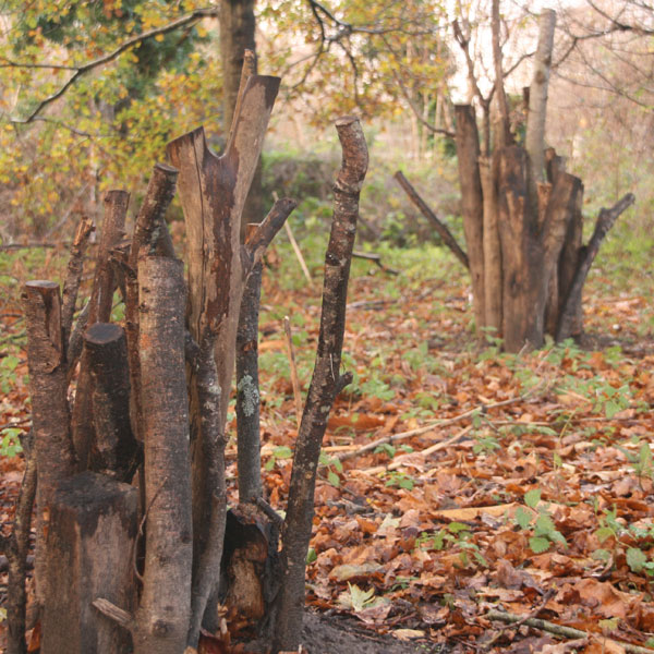 Woodland being managed