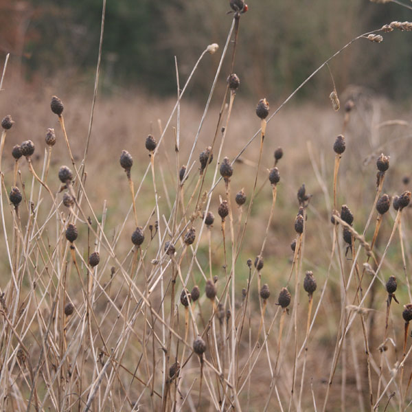 Planting new woodland