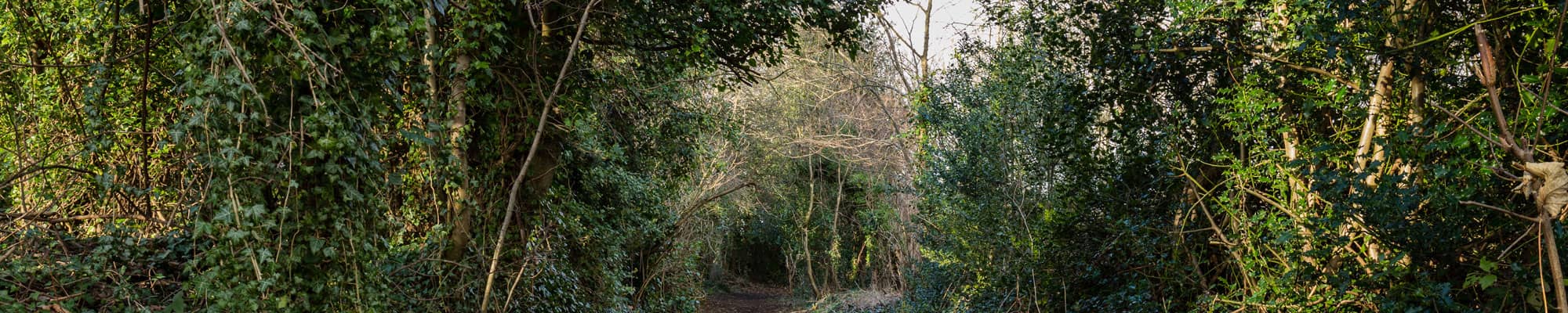 Trees in forest area in North Wales