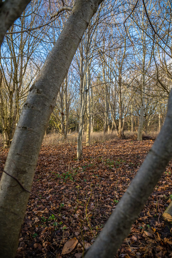 Little Vawnog Nature Area, Wrexham