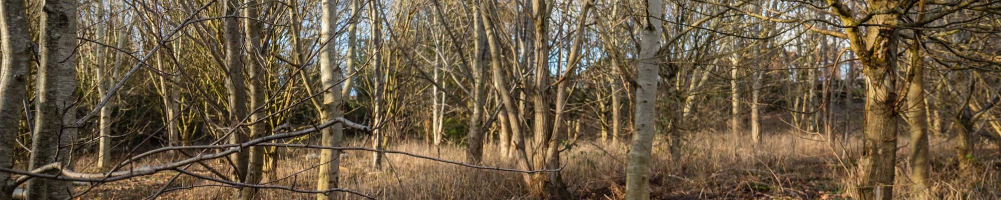 Woodland area in Flintshire