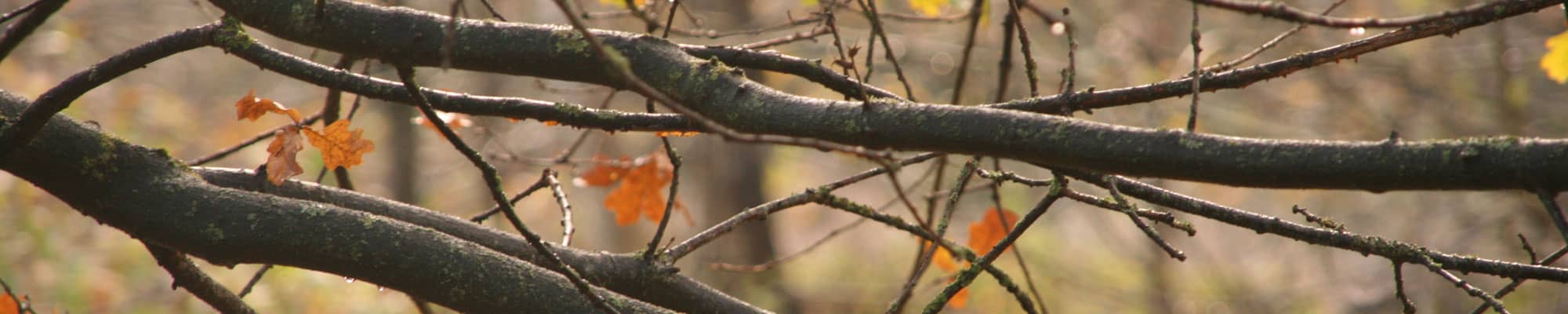 Tree branches covered in rain drops in North Wales