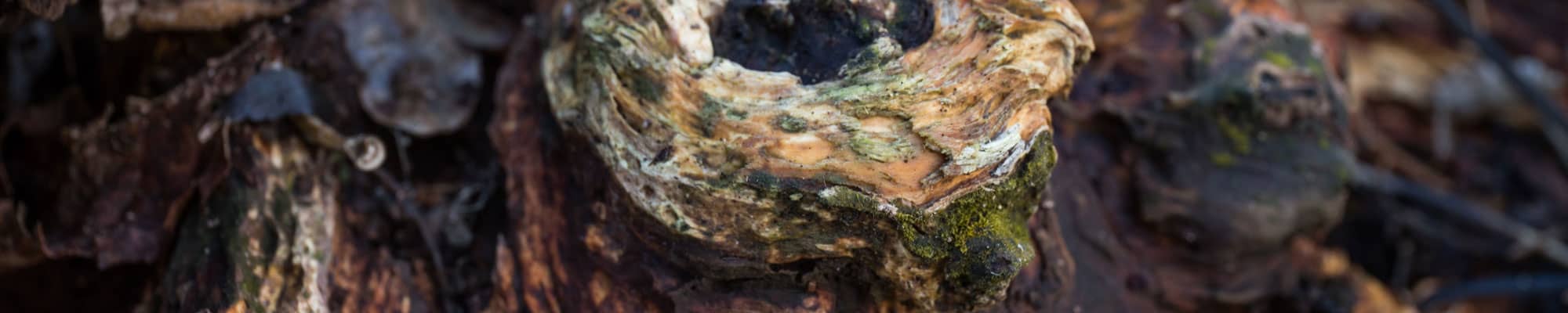 Cut down trees in Wrexham