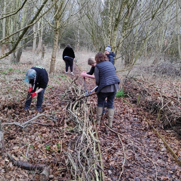 Creating dead hedges in Wrexham